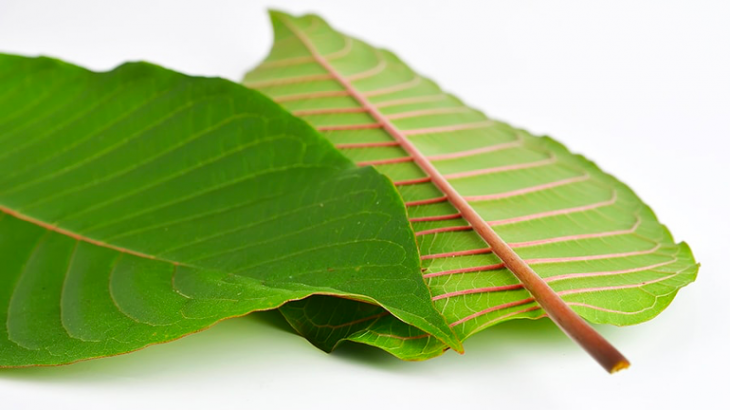 Understanding These 4 Keys Can Make Your Purchase Kratom Look Beautiful